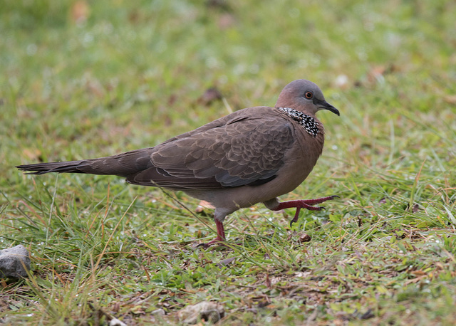 Spotted Dove