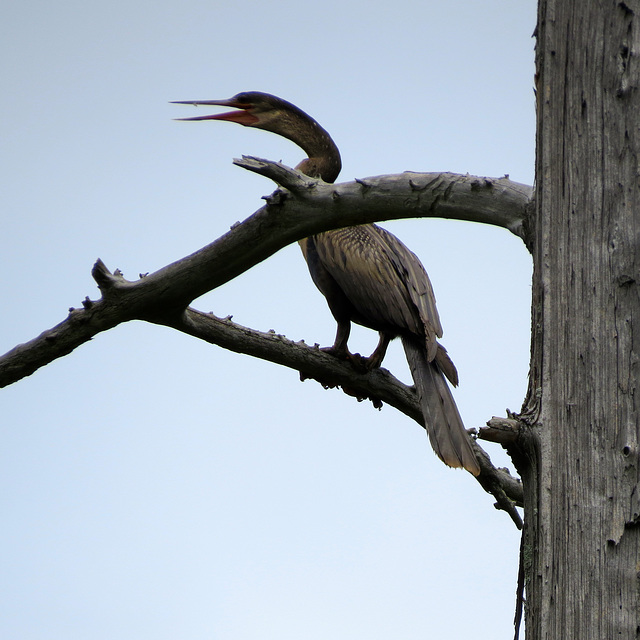 Juvenile anhinga