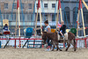 Miniature wild beach horses