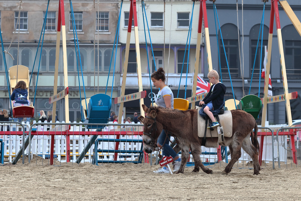 Miniature wild beach horses