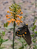 Platanthera ciliaris (Yellow Fringed orchid) pollinated by Battus philenor (Pipevine Swallowtail butterfly)