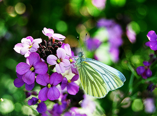 Cabbage White