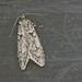 MothIMG_0890-1_01