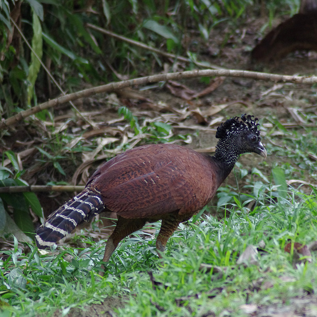 Great Curassow (female, rufous morph)