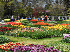 Tulips For Marie-claire and Pam!