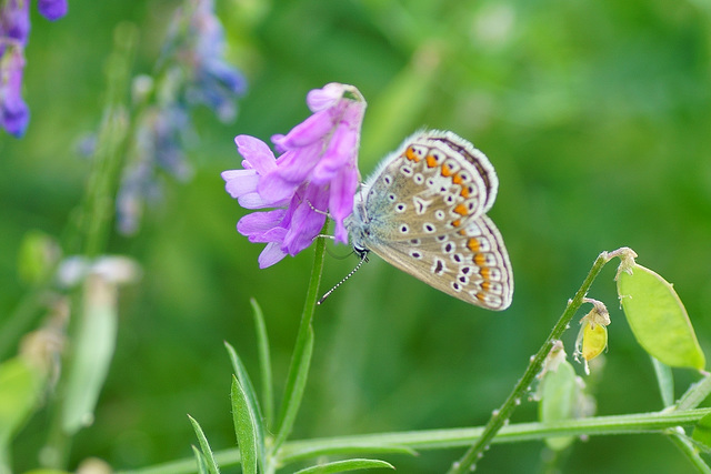 Hauhechelbläuling ♀ an Wicke