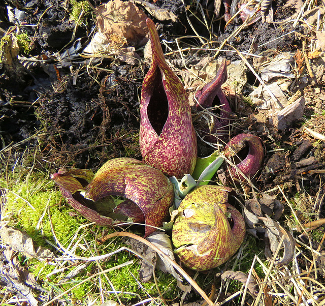 Skunk Cabbage is blooming (Symplocarpus foetidus)