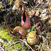 Skunk Cabbage is blooming (Symplocarpus foetidus)