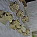 lacock abbey, wilts (121) copies of the heads on sharington's tower
