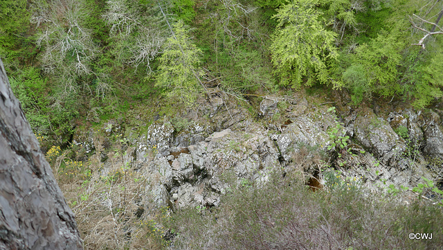 Views along the edge of the River Findhorn from the Sluie Walks' Loops on the Earl of Moray's Estate.