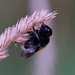 Hummel oder Hummelfliege?