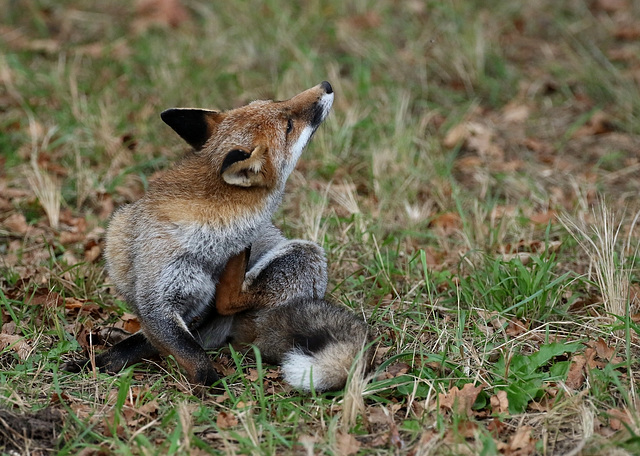 des nouvelles de notre renard : hormis les demangeaisons , il va bien !!