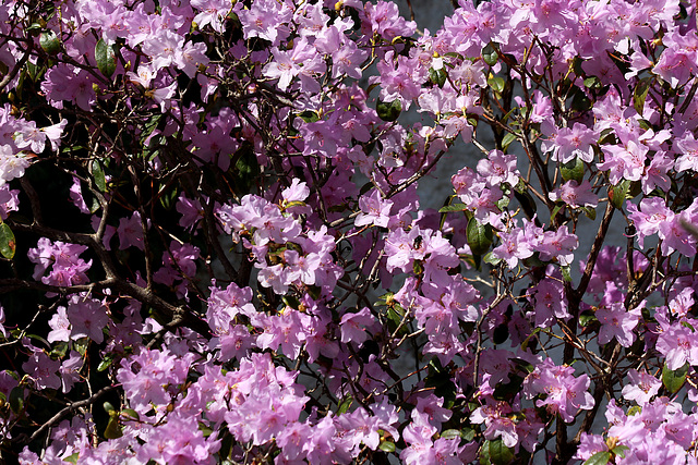 Rhododendron in voller Blüte am Karfreitag 2015