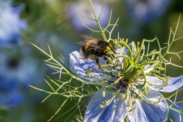 (165/365) Hummeln fliegen auf die Jungfer im Grünen