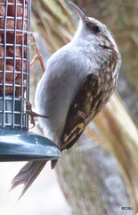 Treecreeper varying its usual insect diet with peanuts!