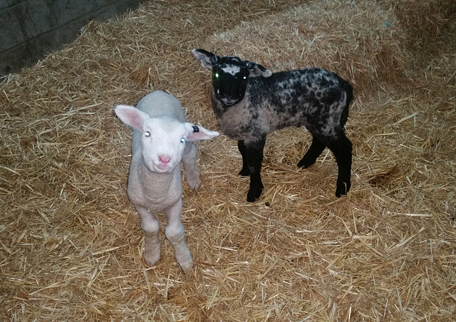 lamb feeding time