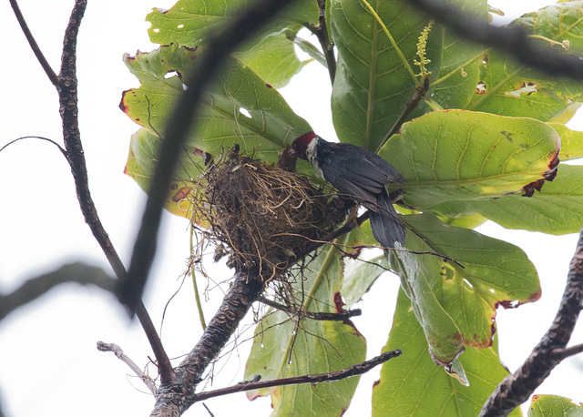 Yellow-Billed Cardinal Nest