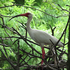 White ibis