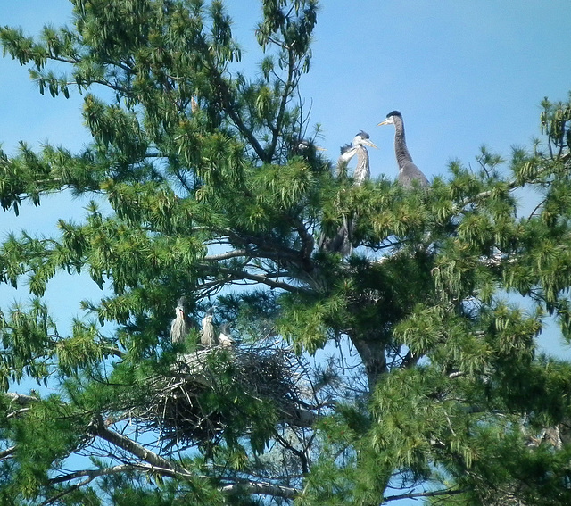 voisins / neighbours