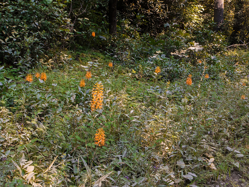 Platntera ciliaris (Yellow Fringed orchid)