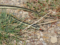 Plains Garter Snake / Thamnophis radix