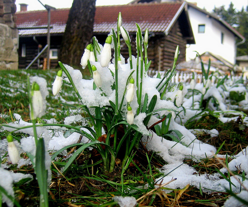 Awakening of spring in my backyard