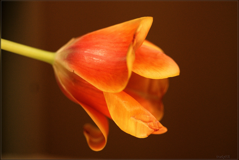 tulp