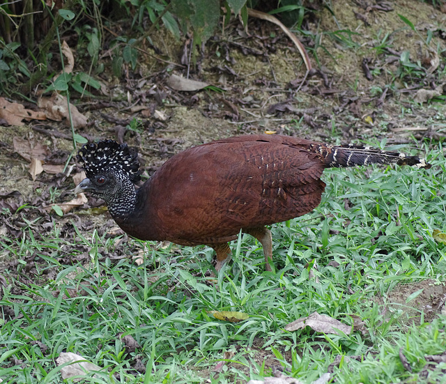 Great Curassow (female, rufous morph)