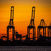 Container port cranes before dawn