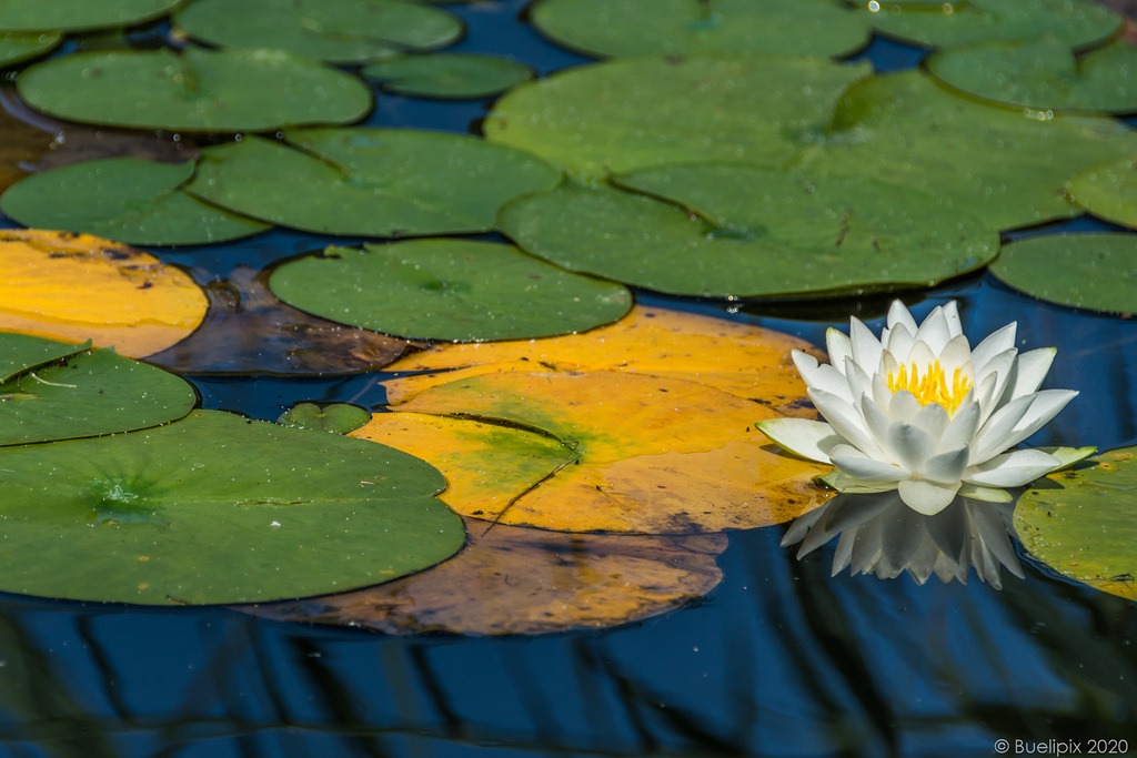 im Botanischen Garten von Genf (© Buelipix)