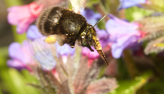 EF7A3405 Female Hairy Footed Flower