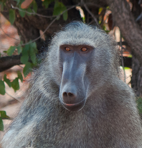 South Africa Kruger Park IGP6911