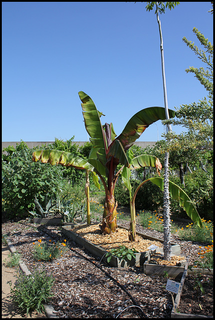 Ensete ventricosa et Kapok