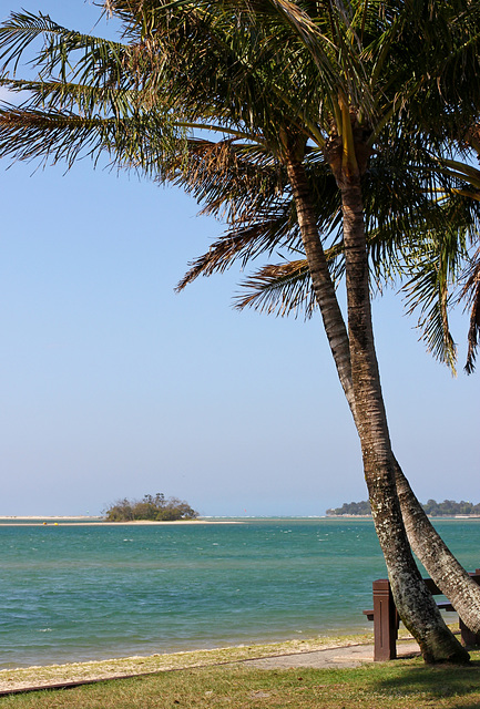 295/365 Swaying palms