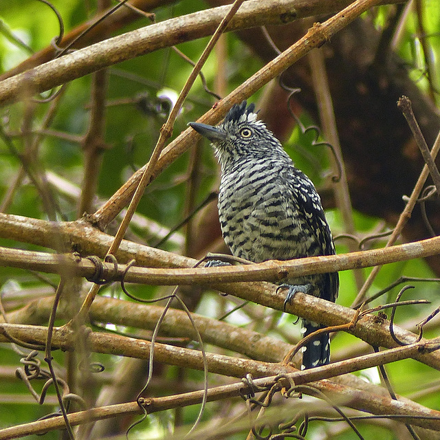 Barred Antshrike / Thamnophilus doliatus, Trinidad, Day 5