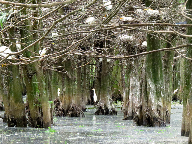 Bluff Lake rookery