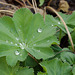 Plant with dew on it IMG_1059