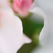 DSCF4044
