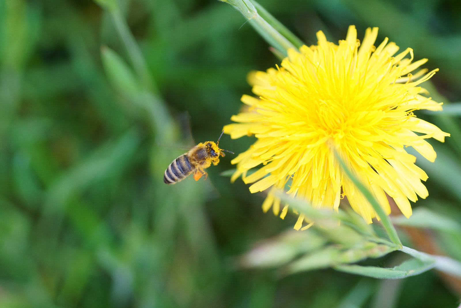 Biene im Anflug