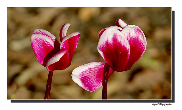 Le Cyclamen ...