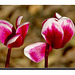 Le Cyclamen ...