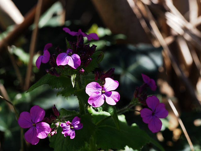 Lunaria annua