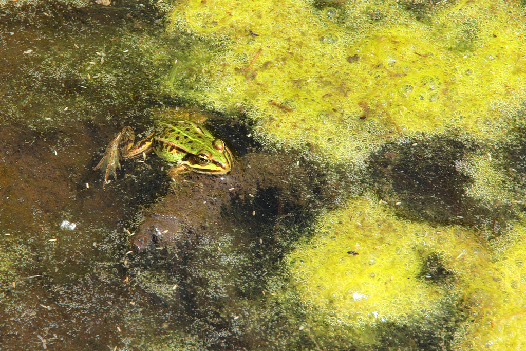 Kleiner Wasserfrosch 3