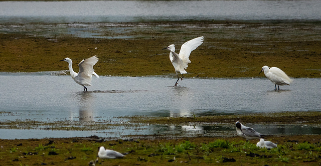 Little egrets