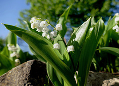 Pour vous, de mon jardin, quelques brins de muguet porte bonheur
