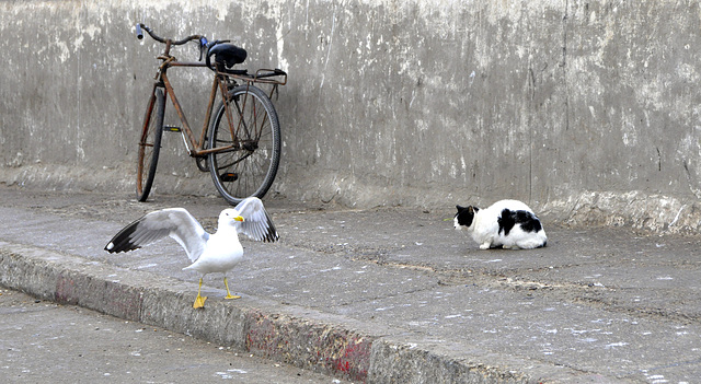 mouette et chat à Essaouira