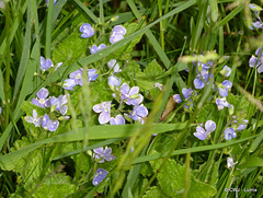 Wild Flowers - ID?
