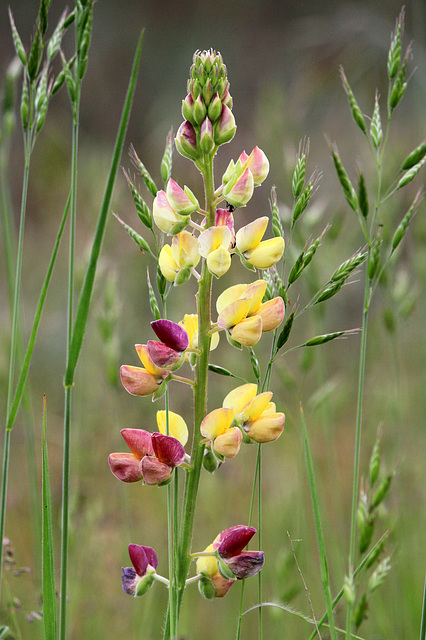 Bush Lupine