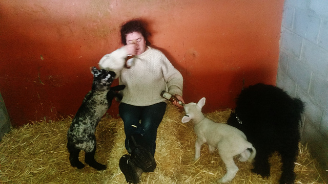 lamb feeding time