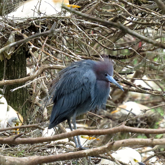 Little blue heron